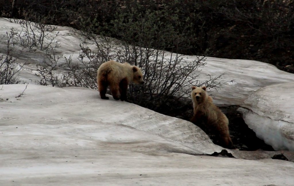 Grizzly Bears at Denali National Park