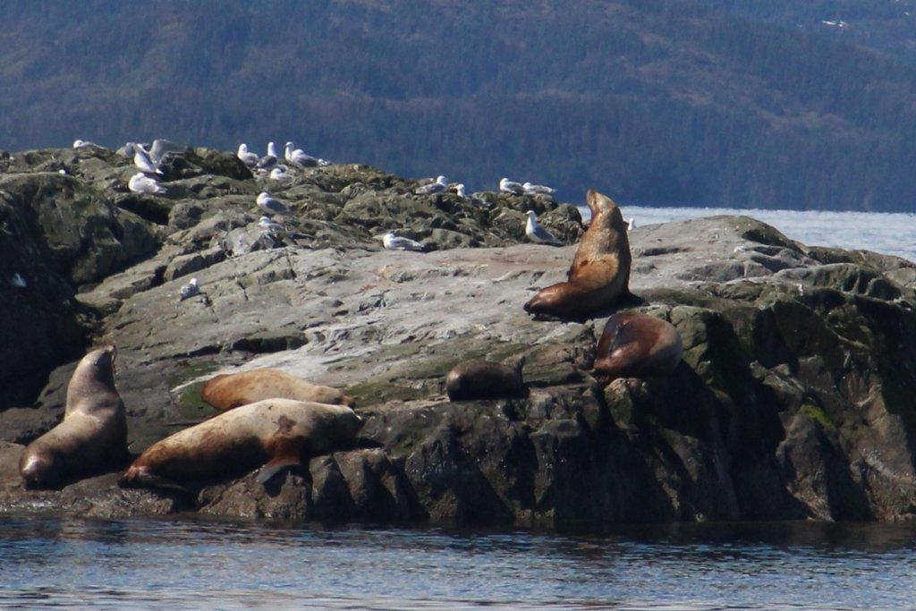 Seals at Prince William Sound, Alaska